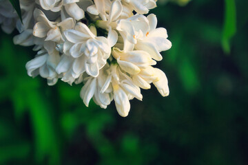Flieder - Ecology - Frühling - Springtime- Spring - Background - Concept - Blooming - Flower -...