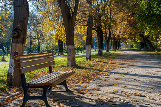 A park bench sits in the shade of a row of trees. The bench is empty and the leaves on the ground are orange and yellow. The scene is peaceful and serene