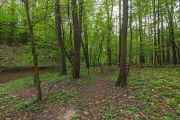 small river in the forest