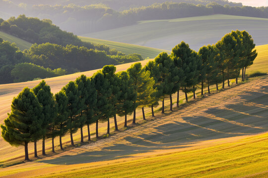 A row of pine trees in the middle of green rolling hills, with golden hour lighting