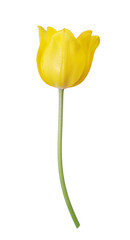yellow tulip in dew drops isolated on white.