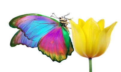 bright tropical morpho butterfly on yellow tulip flower isolated on white
