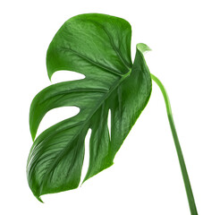 Big leaf of monstera plant isolated on a white background. Tropical botanical leaves.