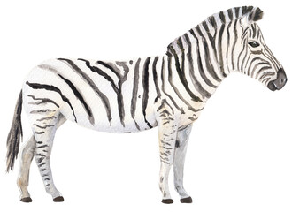 Zebra Animal handpainted handdrawn illustration Great for nursery educational material Cute adorable animal for kids illustration