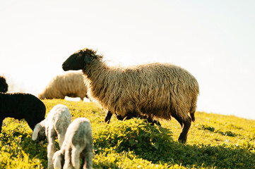 Wonderful close up spring shot with sheep and lambs grazing grass in the sunlight.