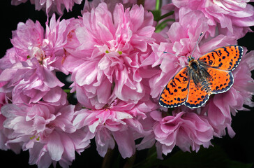 bright red butterfly on delicate pink sakura flowers close-up - 792061043