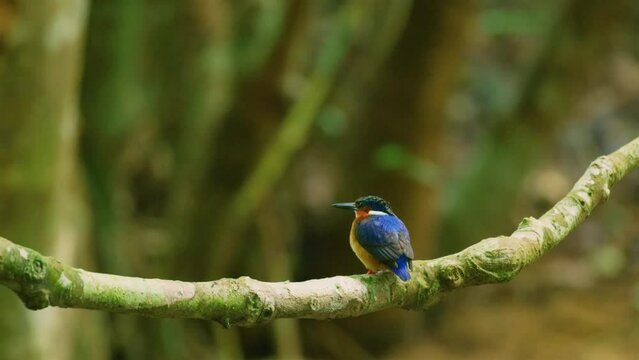 Malagasy or Madagascar Kingfisher - Corythornis vintsioides blue bird in Alcedinidae in Madagascar, Mayotte and the Comoros. 