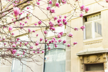 Blooming pink magnolias on the streets and in the courtyards of houses. Magnolia tree with pink...