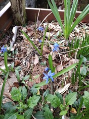 シラー・ペルビアナ２