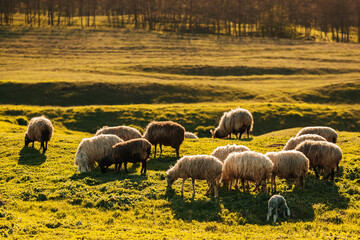 Beautiful landscape spring shot with sheep and little lamb grazing grass in the sunlight.