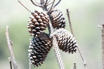 Pommes de pin