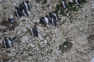 Common Murre also called the Common Guillemot (Uria aalge) at Flamborough Head, East Riding of Yorkshire, UK