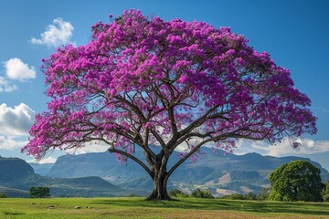 Behold the awe-inspiring view of a blooming purple Ipê tree, where deep purple flowers add a touch of royalty against the verdant foliage and clear blue skies, encapsulating the beauty - Powered by Adobe
