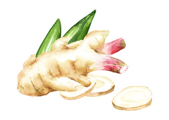 Fresh galangal rhizomes with slices and green leaf.  Hand drawn watercolor illustration isolated on white background