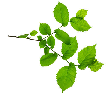 A twig with young green spring leaves isolated on white background. Ecology background.Elm. on transparent, png.greenery.leaves decorative.Spring leaves on branches.Summer, Forest