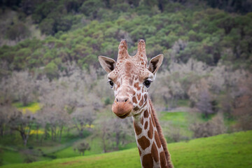 Portrait of a cute young giraffe