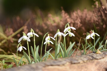 Blooming white snowdrops, early spring flowers closeup, selective focus, bokeh flowers background, sunny springtime flowers.