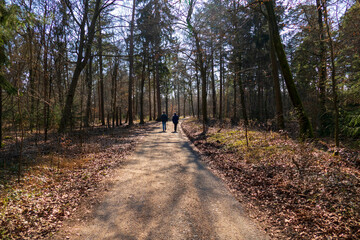 Ein Mann und eine Frau wandern mit Stöcken im Wald bei Iffezheim