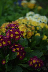 Primroses red, orange and pastel yellow flowers on spring garden background, by old manual Helios...