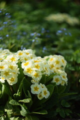 Primroses pastel yellow flowers on spring garden background with brunnera blue flowers, by old manual Helios lens, swirly bokeh, soft focus.