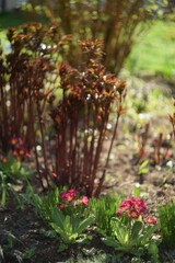 Primroses nad paeony spring shoots, spring garden view by manual Helios lens, soft focus, swirly...