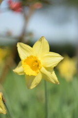 Daffodils yellow flowers on bokeh garden background, spring garden image by manual Helios lens.
