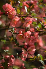 Chaenomeles japonica flowers on branch, pink spring flowers of blooming quince on shrub. Pink flowers background, selective focus, by manual Helios lens.