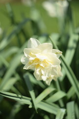 Daffodils yellow flowers on bokeh garden background, spring garden image by manual Helios lens.