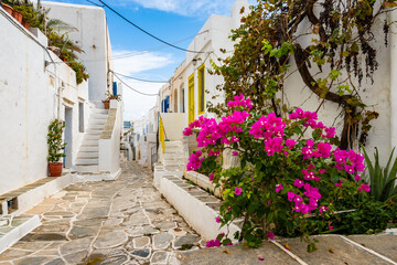 Fototapeta na wymiar White houses in narrow alley of traditional Kastro village with bougainvillea flowers in foreground, Sifnos island, Greece