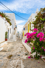 White houses in narrow alley of traditional Kastro village with bougainvillea flowers in foreground, Sifnos island, Greece - 792072660