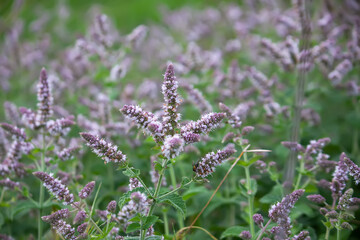 Fragrant medical plants in bloom. Garden mint.
