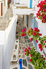 White houses in narrow alley of traditional Kastro village with bougainvillea flowers in foreground, Sifnos island, Greece - 792072684