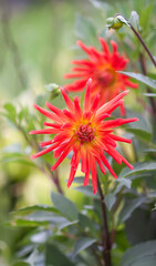 A closeup view of a red Dahlia pinnata garden flower.