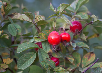 Ripe red rosehips berries on bush.