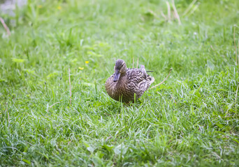 A cute duck walks on the green grass near the river.