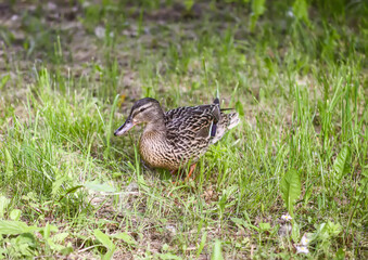 A cute duck walks on the green grass near the river.