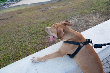 Brown pitbull dog looking at the sea.