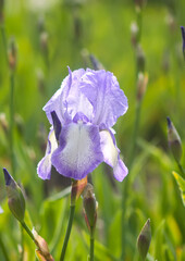 Blooming iris flowers in summer garden background. Beautiful cultivated flowers.