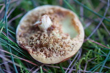 Wormy boletus mushroom. White fungi with worms.
