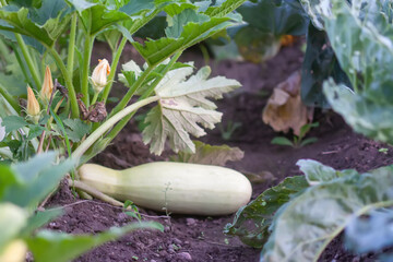 Courgettes vegetables on the kitchen-garden.