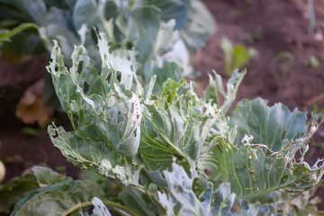 Young cabbage leaves, damaged by pests.