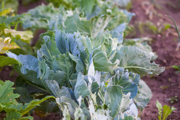 Young cabbage leaves, damaged by pests.