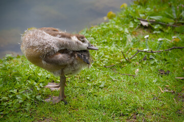 a cute gosling of an egyptian goose is cleaning its plumage