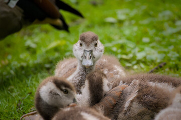 goslings of an Egyptian Goose, close up in the meadow naer the water