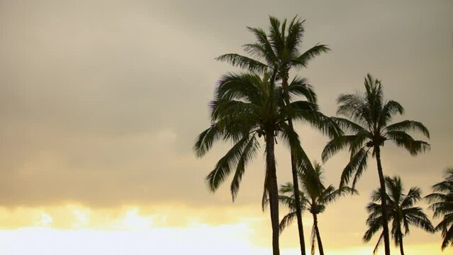Majestic sunrise glow on silhouetted palm trees