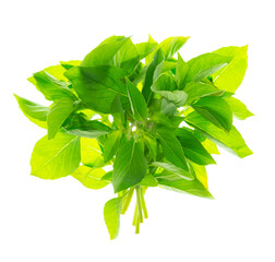 Fresh green sweet basil leaves. plant, used in cuisines worldwide. Isolated On transparent, png
