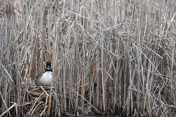 Canada Goose resting on her nest, in the middle of grasses
