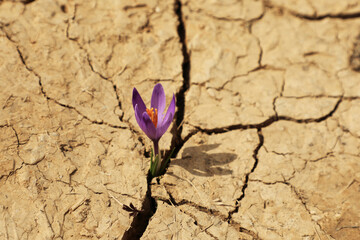 Delicate crocus flower sprouting from dry soil