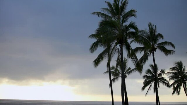 Silhouette of Palm Trees Near Ocean Under Overcast sky