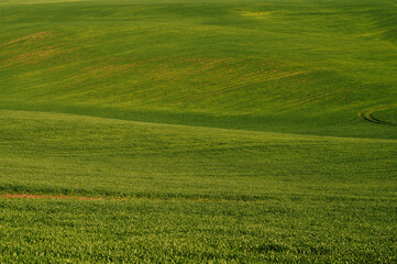 Outdoors landscape shot of green wheat or grass fields and hills in spring on a sunny day.
